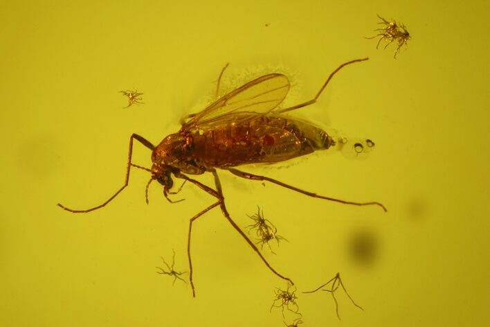 Fossil Fly (Diptera) In Baltic Amber #170097